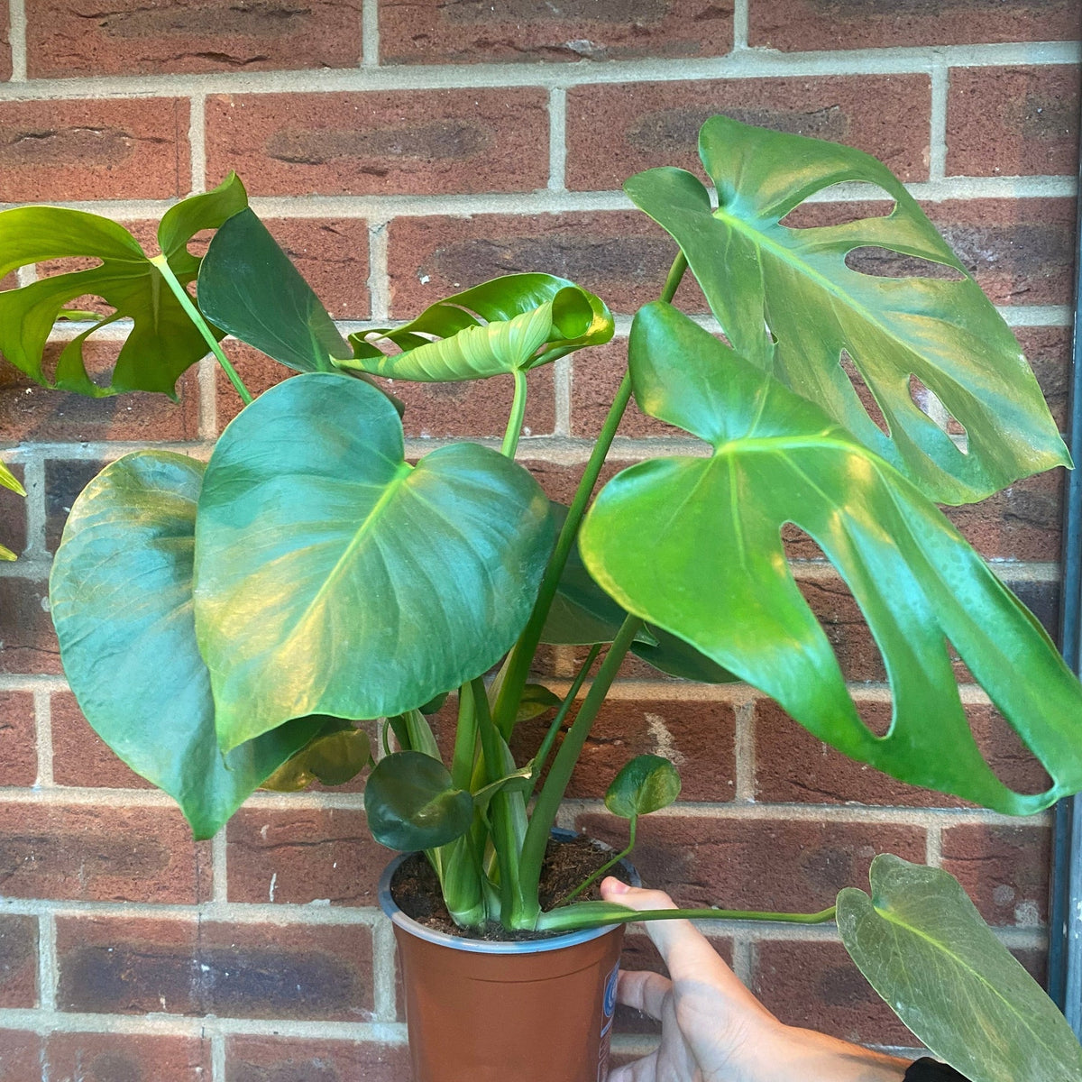 Monstera Deliciosa (Swiss Cheese) (50-60cm)
