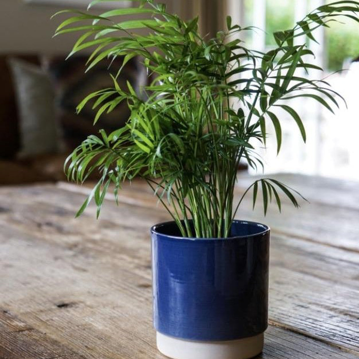 The Parlour Palm 40-50cm, with feathery green leaves, sits in a blue and white ceramic pot on a wooden table by the window, adding a cozy touch and air-purifying benefits to your indoor space.