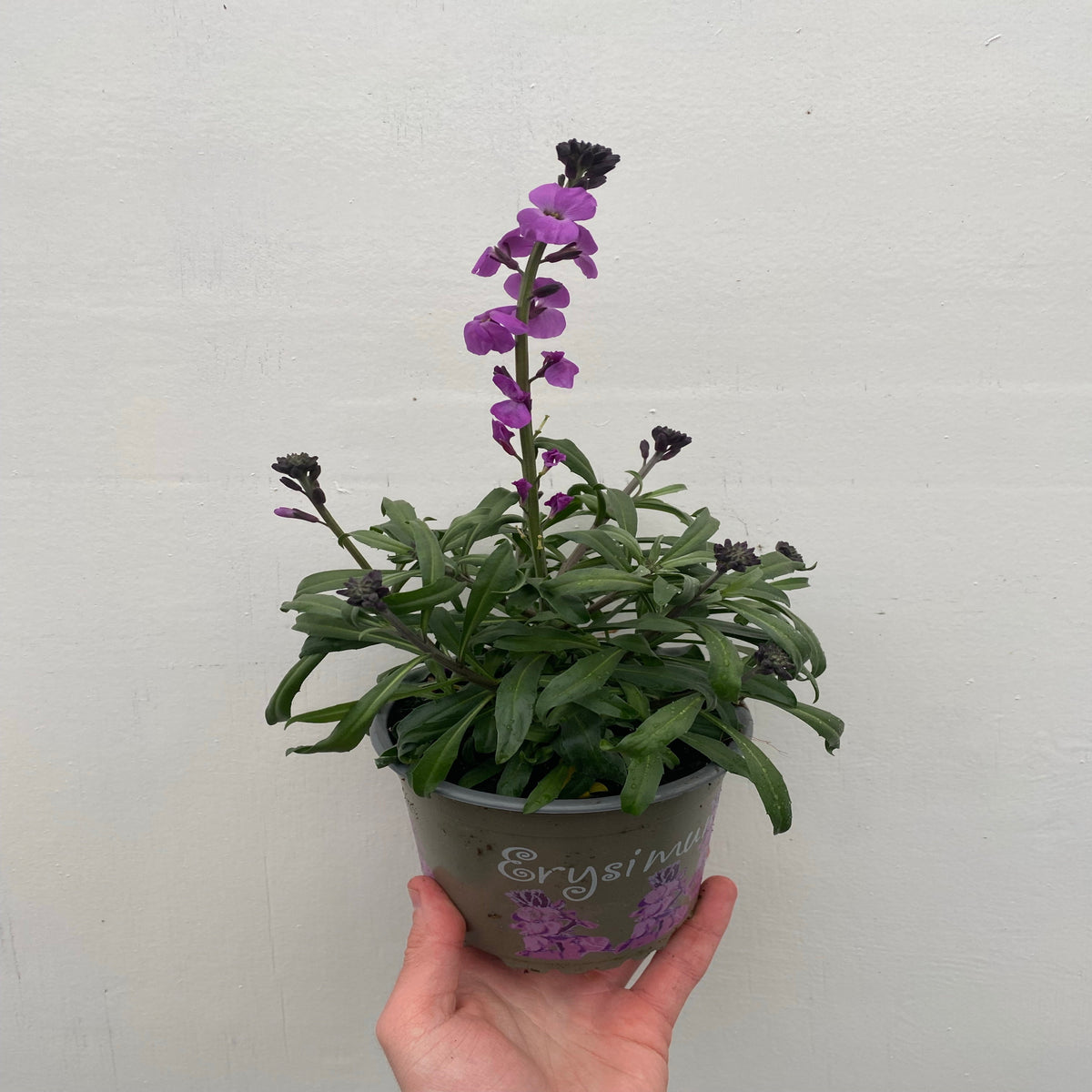 Erysimum &#39;Bowles Mauve&#39; (Three Sizes Available)