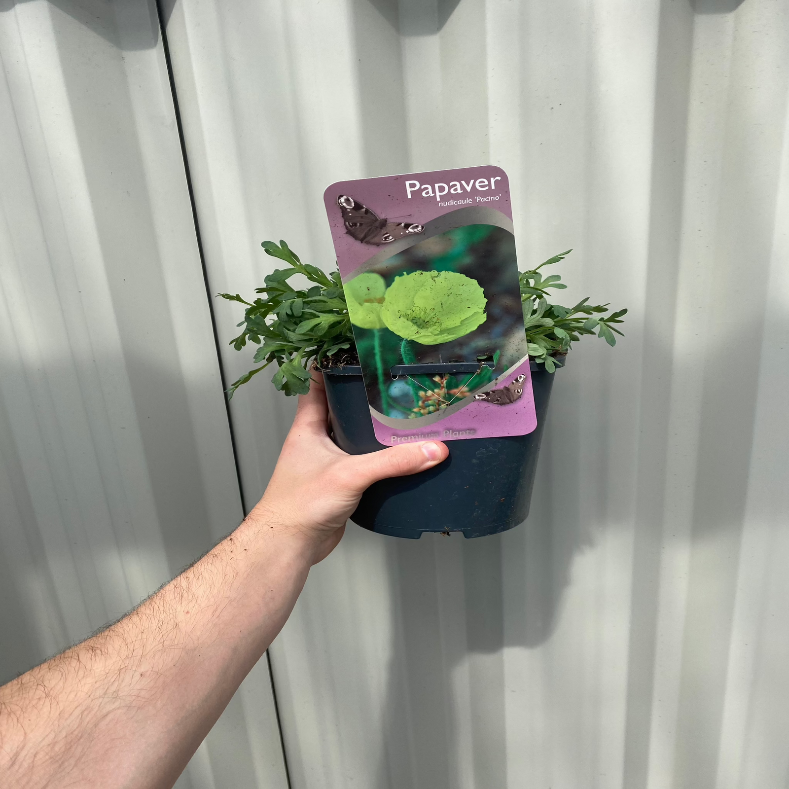 A hand holds a Poppy nudicaule Pacino 2L—an easy-care, herbaceous perennial ideal for adding vibrant color to cottage gardens.