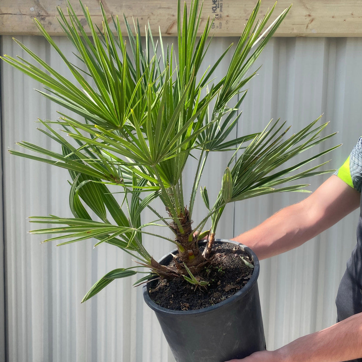 A person holds a Chamaerops humilis - Hardy Fan Palm in a black plastic pot. Its spiky, green, fan-shaped leaves make it ideal for Mediterranean gardens. A corrugated metal wall and wooden beam are visible in the background.