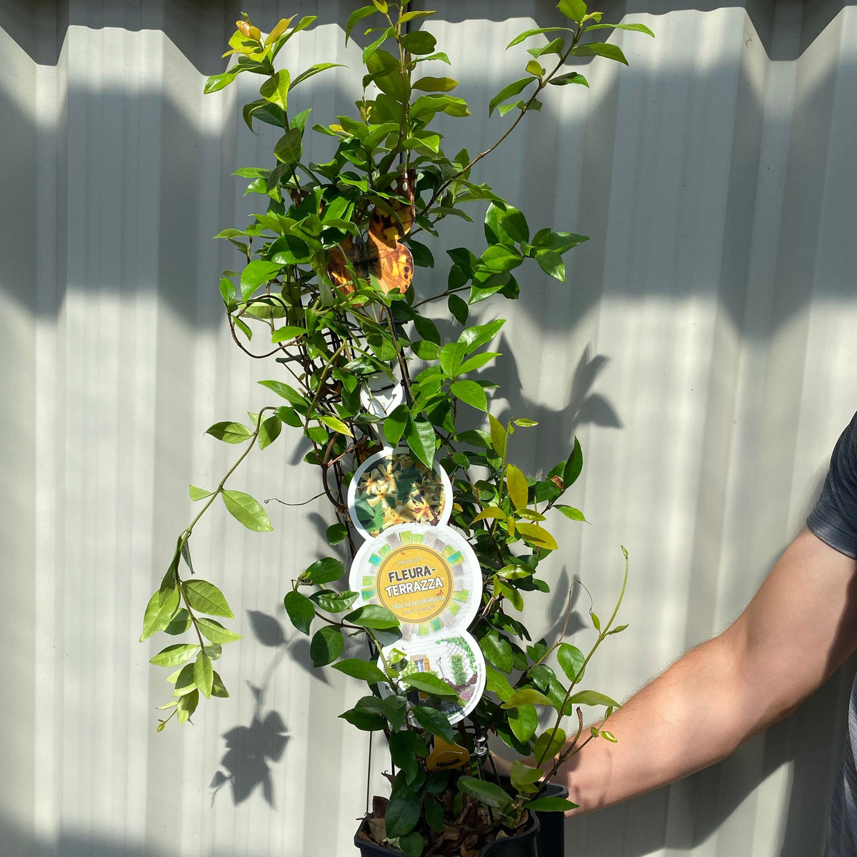 A person holds a potted Trachelospermum jasminum &#39;Star of Toscana&#39; (Yellow Evergreen Star Jasmine) with green leaves and plant tags, standing in sunlight against a corrugated metal background.