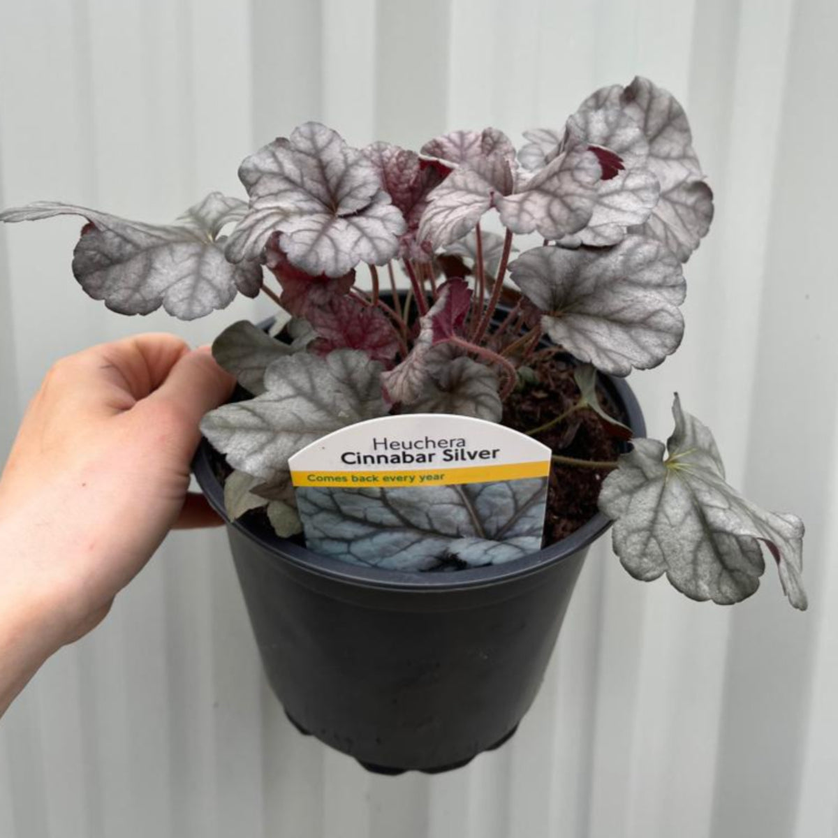 A hand holds a black pot of Heuchera &#39;Cinnabar Silver&#39; 2L, a shade perennial with silvery leaves. The label reads: Heuchera Cinnabar Silver, comes back every year. Light gray paneling is visible in the background.