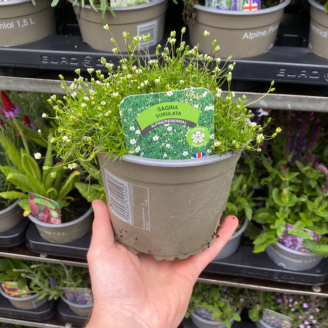 Sagina subulata (Irish Moss) 9 - 11cm