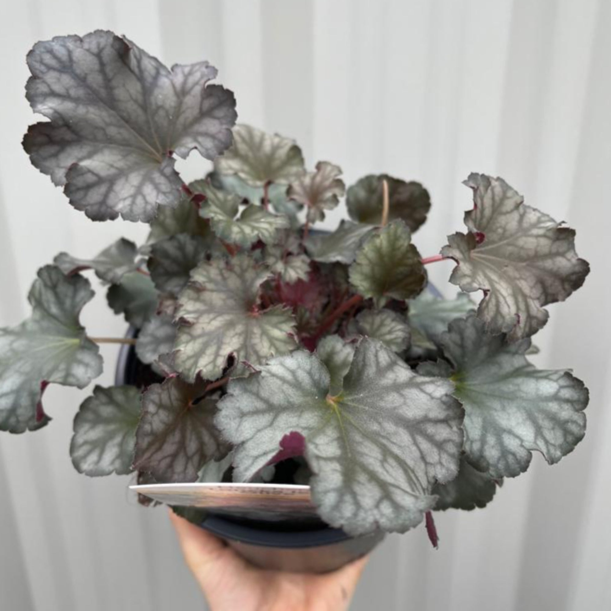 Heuchera 'Toncka Iced Olive' 2L