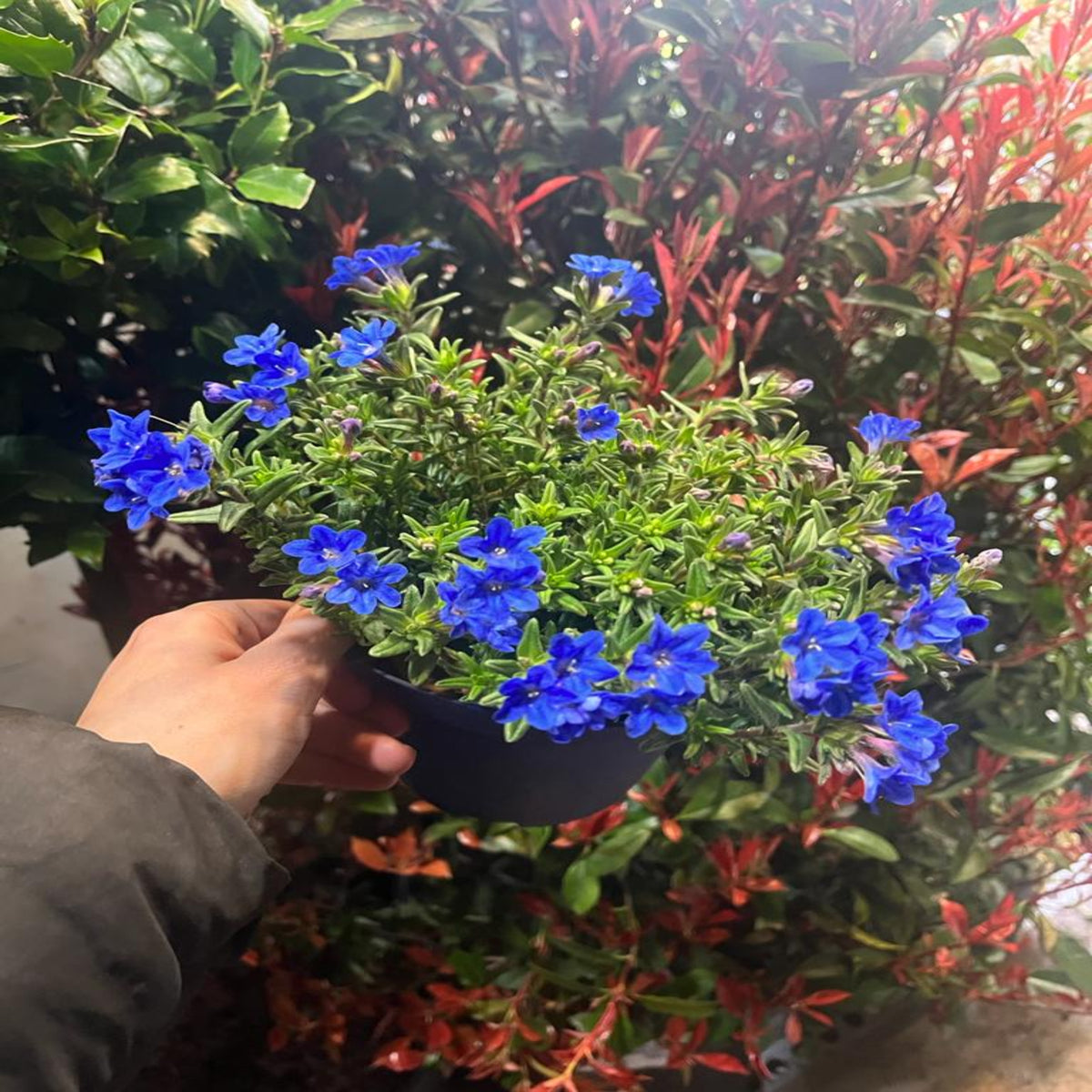 Lithodora &#39;Heavenly Blue&#39;