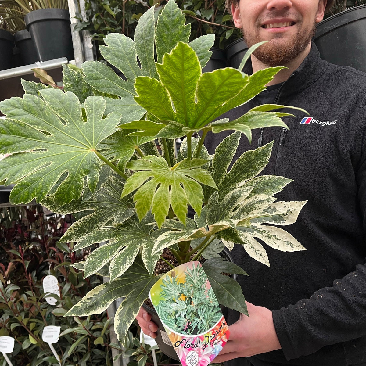 A person in a black jacket holds a potted Fatsia japonica &#39;Spider&#39;s Web&#39; 9cm-7.5L, an evergreen shrub with variegated green and white leaves. The shade-tolerant houseplant displays a colorful Floral Dream label on its pot.