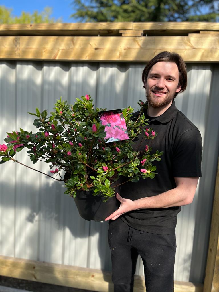 A bearded man in a black polo and pants stands outdoors, smiling as he holds an Azalea &#39;Conny&#39; (1.5L/2L/10L) with pink flowers; the popular evergreen shrub features a tag showing its blooms.
