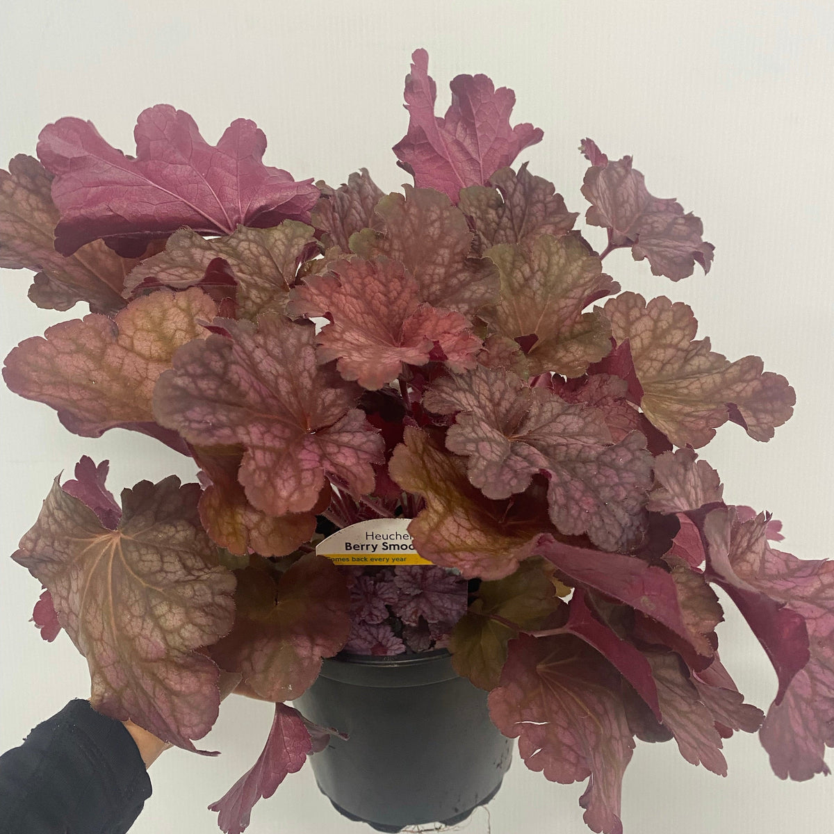 The Heuchera &#39;Berry Smoothie&#39; 2L is a shade-loving perennial with large, ruffled pink, red, and green leaves, shown in a pot against a white background.