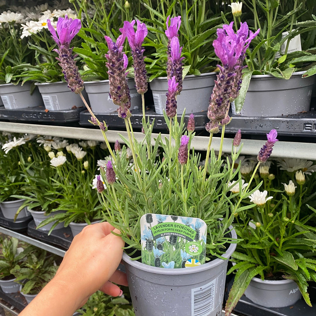 Lavender Stoechas - Javelin Deep Purple 9cm/1.5L/2L