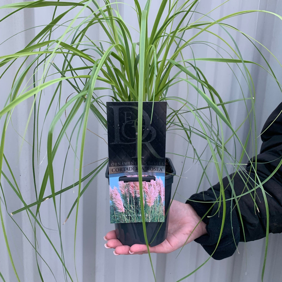 A person holds a Cortaderia selloana Pink Pampas Grass plant with long, thin green leaves—an ideal hardy garden choice. The plant tag reads “ORNAMENTAL GRASSES CORTADERIA POSEA” and shows pink flowering grass.