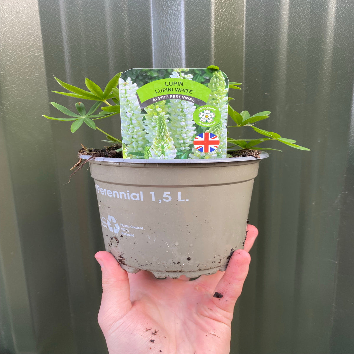 Lupin &#39;Gallery White&#39; 9cm / 2L