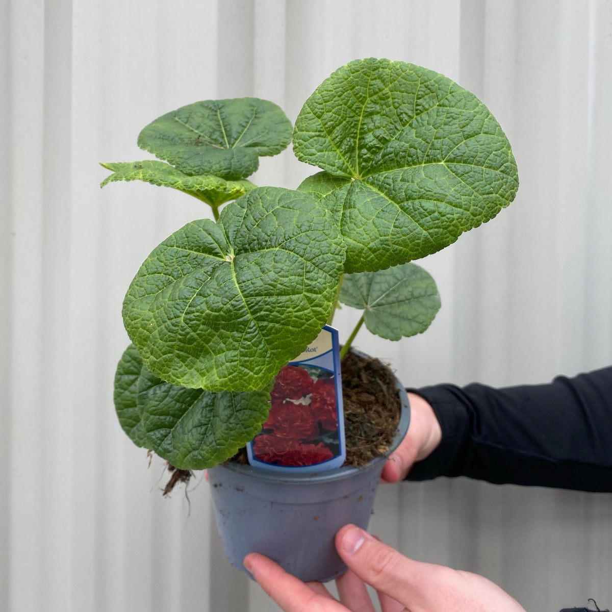 Hollyhock (Alcea) Chater&#39;s Red 9cm