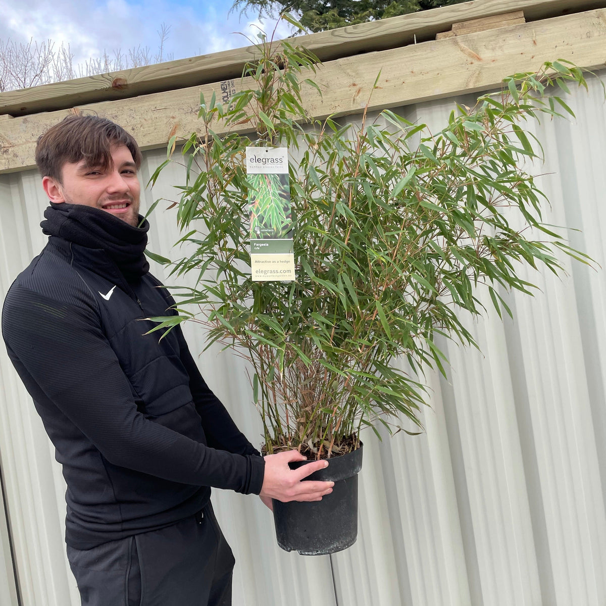 Smiling at the camera, a person in dark clothing displays a hardy Fargesia Rufa &#39;Woody Bamboo&#39; 80cm with lush green leaves and a label, standing before a corrugated metal fence. Multibuy offers available on this fast-growing bamboo.