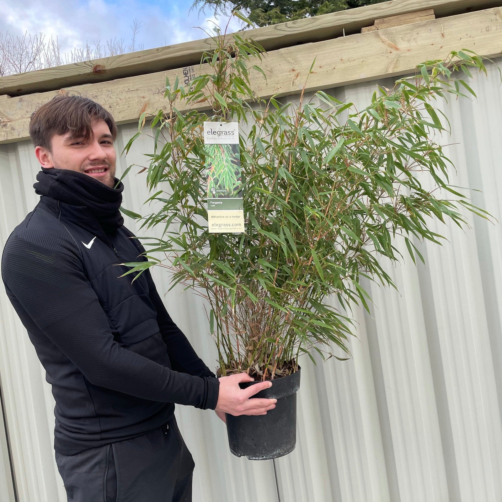 Fargesia Rufa 'Woody Bamboo' 80cm features dense, semi-evergreen bushes with slender green leaves. Hardy and ideal for various conditions, it thrives in mulched beds with trees in the background. Multibuy offers available.
