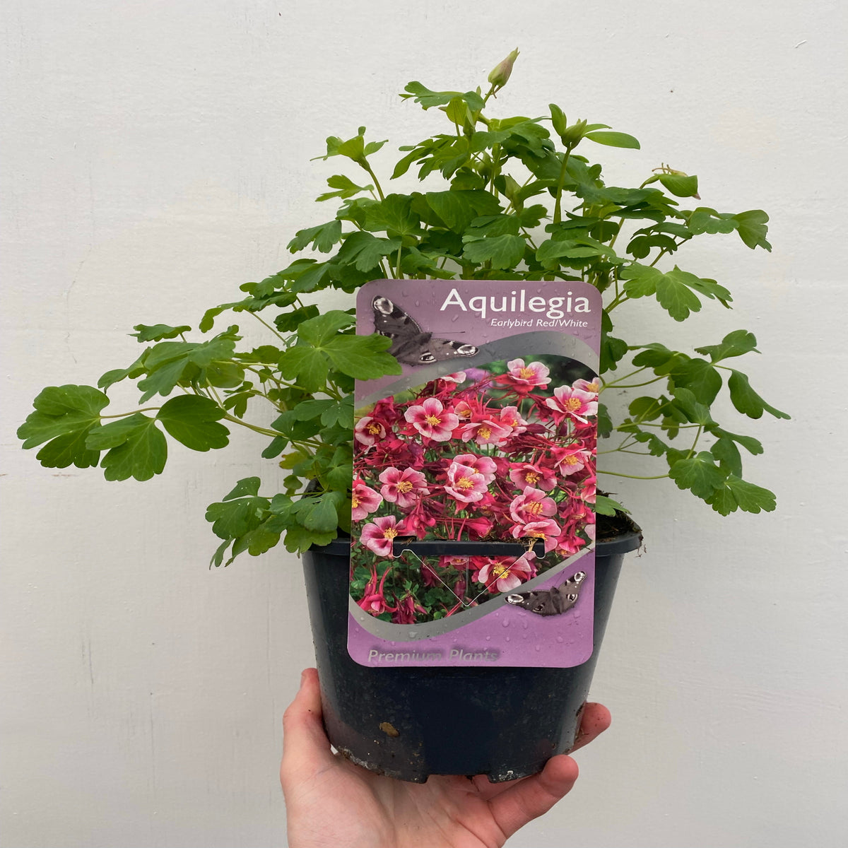 A hand holds a potted Aquilegia earlybird - Red/White 2L, a hardy perennial with green leaves. The label displays vibrant red and white flowers, showcasing this beautiful plant.