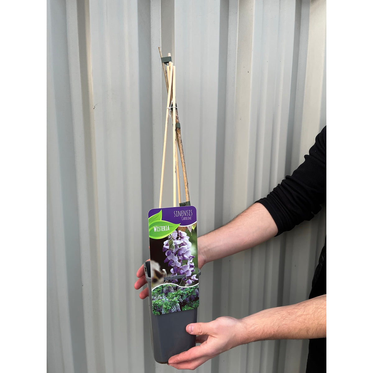 A person holds a Wisteria sinensis &#39;Caroline&#39; 60cm in front of a corrugated metal wall. Thin wooden stakes support the climbing plant, and its label features fragrant lilac blooms of the beautiful Wisteria flower.