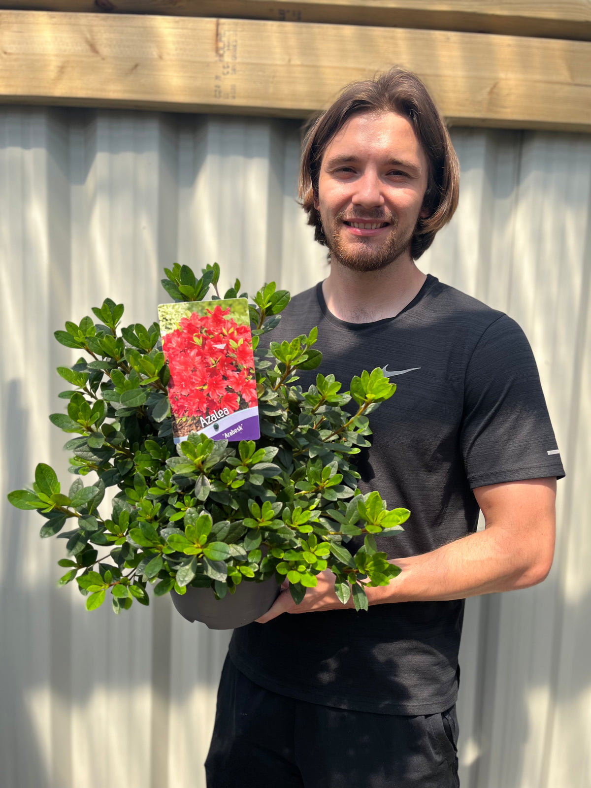 A man with medium-length brown hair, in a black t-shirt, smiles while holding an Azalea &#39;Arabesk&#39;—a popular evergreen shrub for striking gardens. He stands before a light-colored fence and wooden beams.