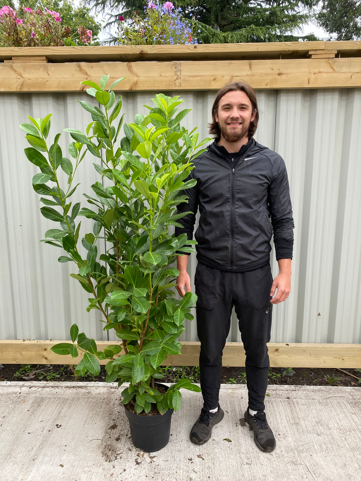 A man in black sportswear smiles while standing on concrete next to a 5-6ft potted Cherry Laurel Hedge Plant (150-180cm), with a wooden fence, corrugated metal panel, and flowers in the background. Multi-buy offers available.