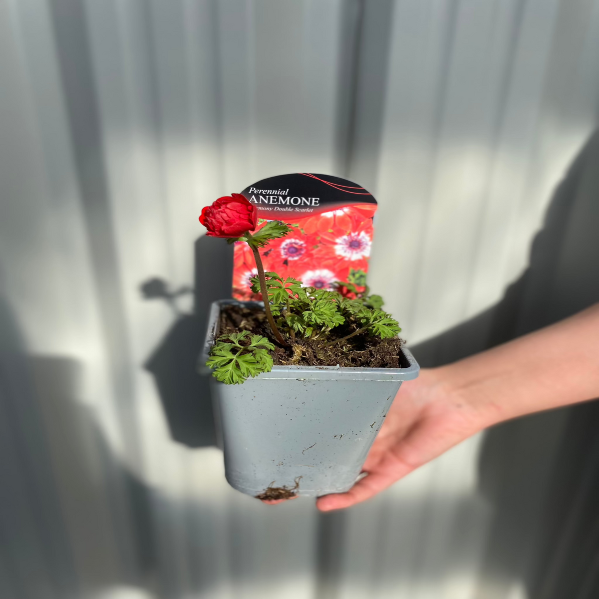 A hand holds a gray 1L pot of Anemone coronaria Harmony Double Scarlet, a perennial with a single red bloom. A plant tag with red flowers is in the pot. The background is a gray metal surface.