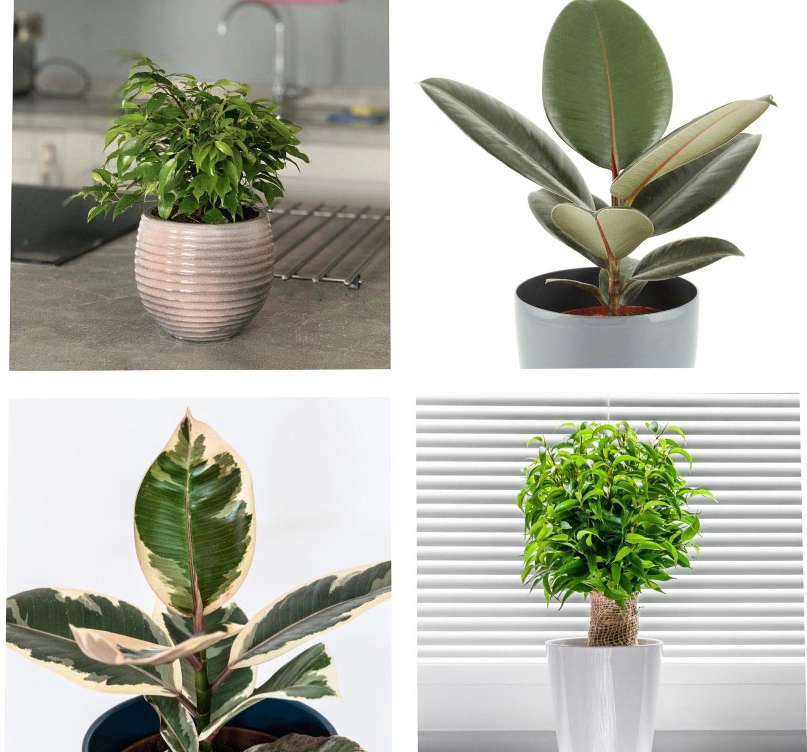 The Ficus Mix features four potted indoor plants, including Ficus Benjamina and Variegated Rubber Plant, each in a unique container, displayed on tables against backgrounds like a kitchen counter and a window with blinds.