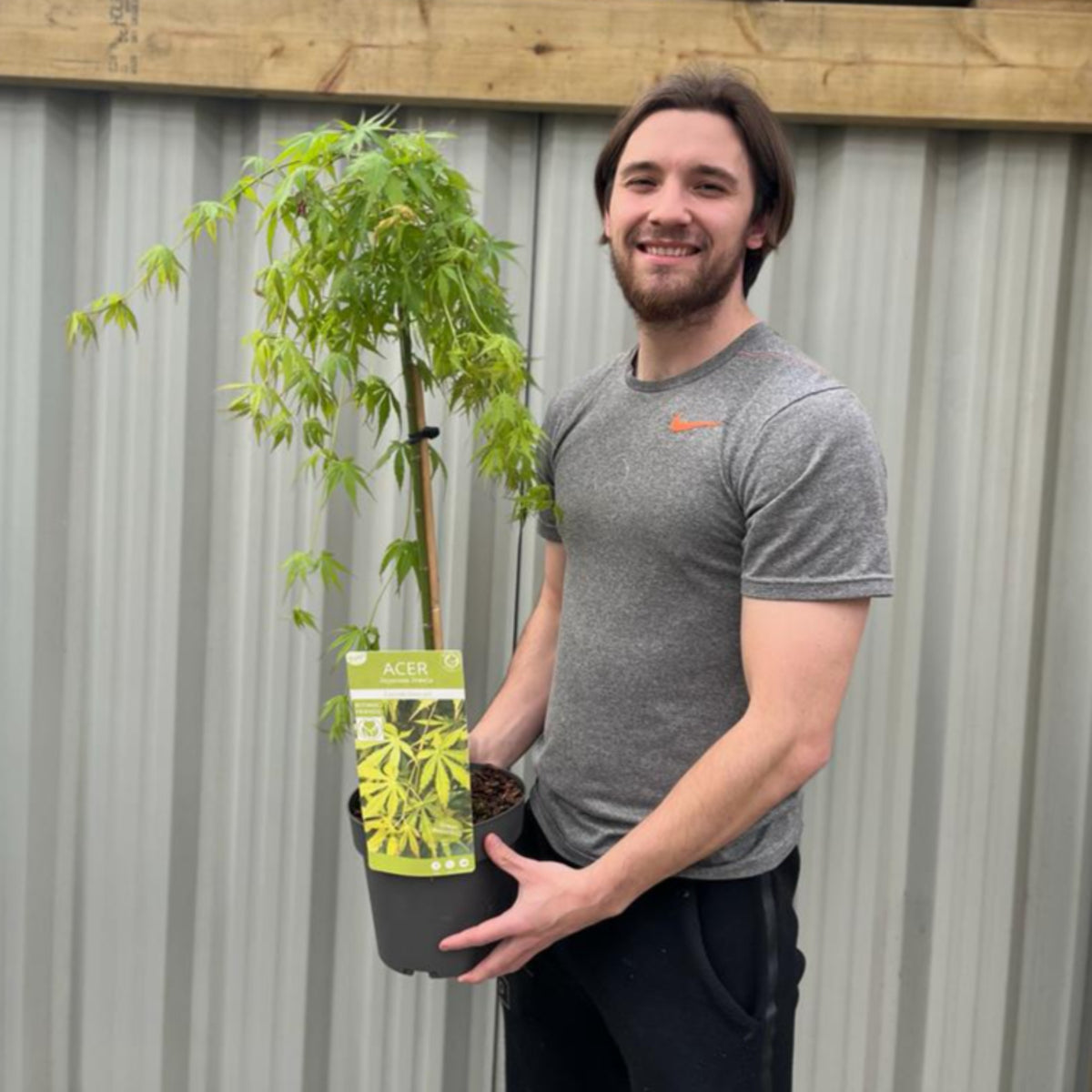 A man in a gray t-shirt smiles while holding an Acer palmatum &#39;Cascade Emerald&#39; Standard (100cm), showing off its vibrant autumn color in front of a corrugated metal fence.