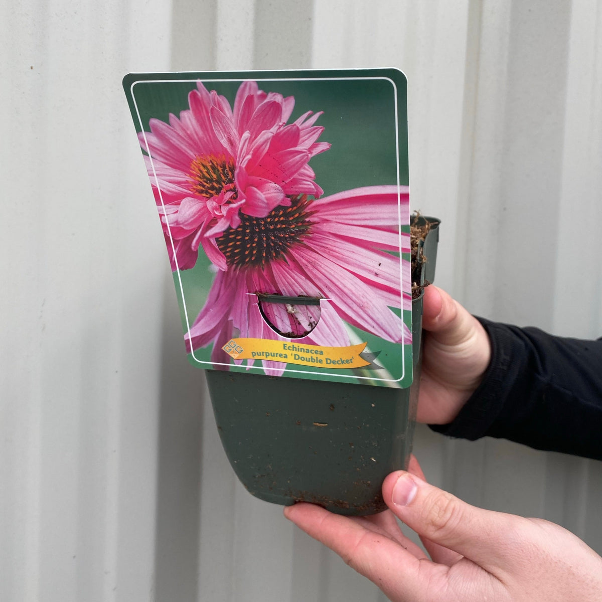 A person holding a 9cm pot with Echinacea purpurea &#39;Double Decker&#39;, a hardy perennial featuring unusual coneflower blooms.