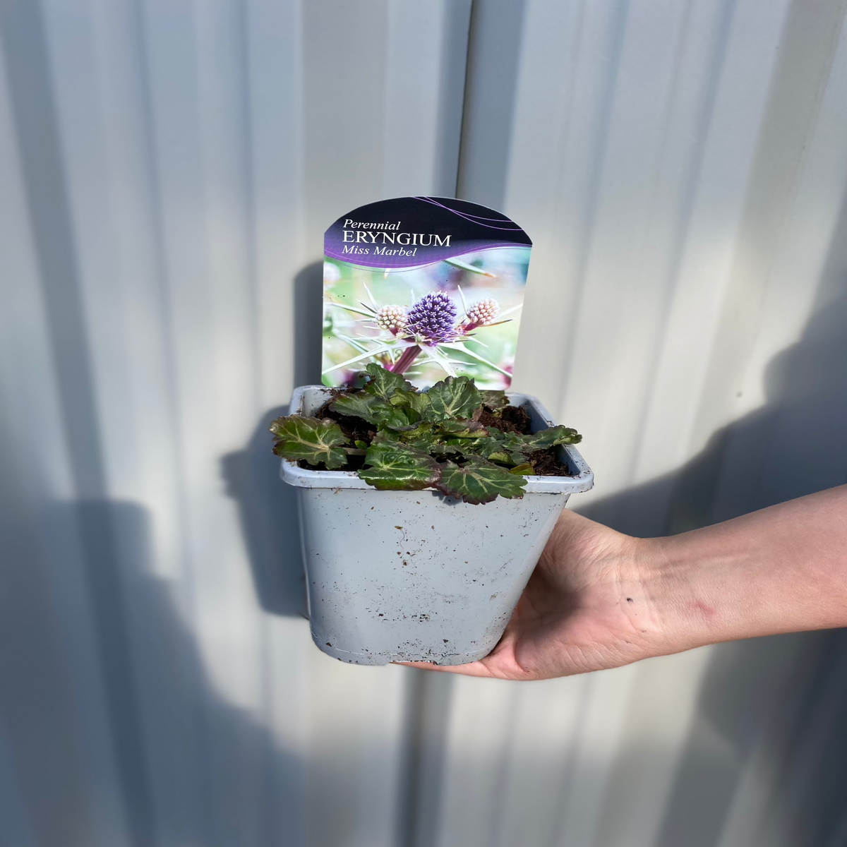 A hand holds a 1L Eryngium &#39;Miss Marbel&#39;—a leafy green, pollinator-friendly perennial—in a gray pot with its label, set against a gray metal wall.