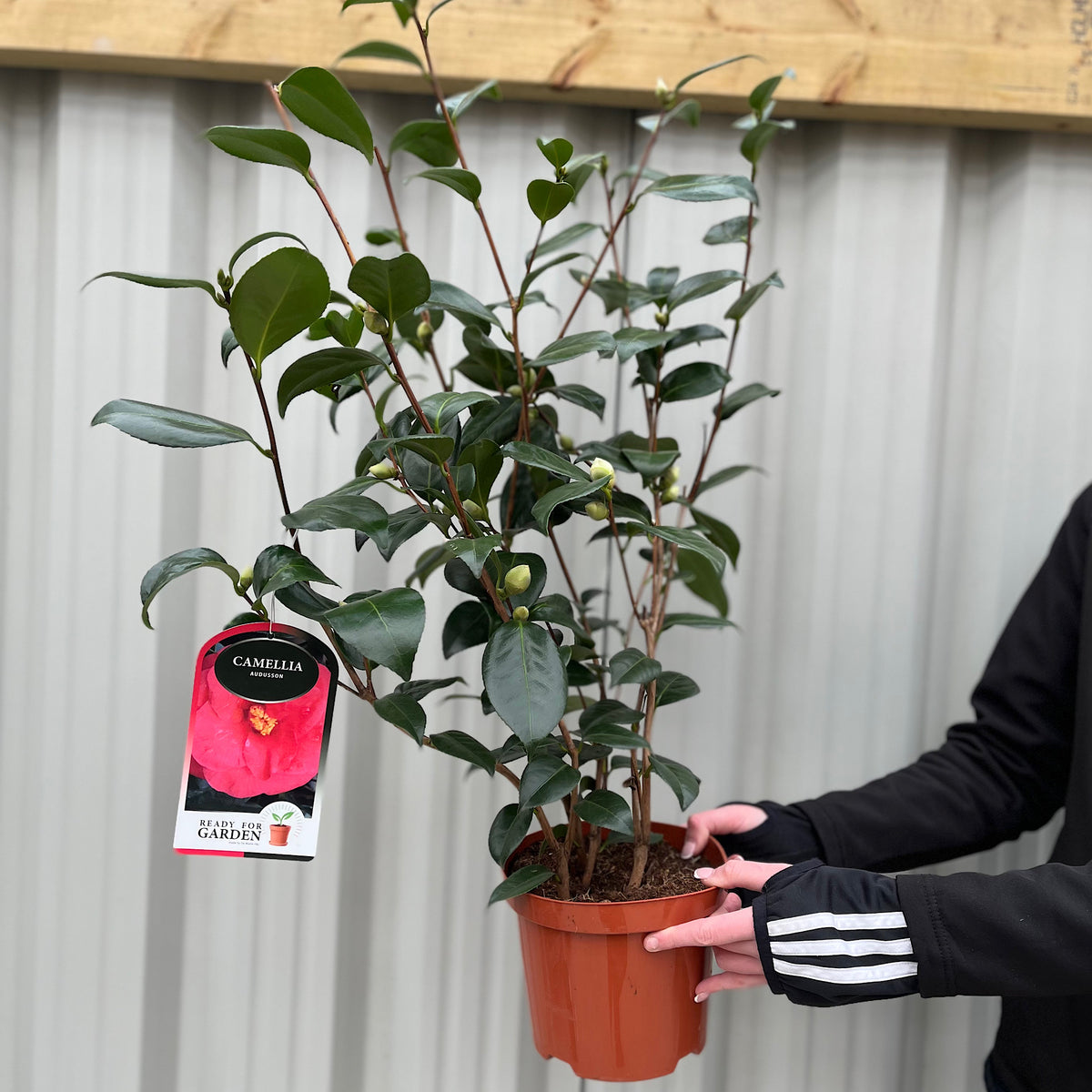 Camellia japonica &#39;Adolphe Audusson&#39; 3L (70cm Tall)