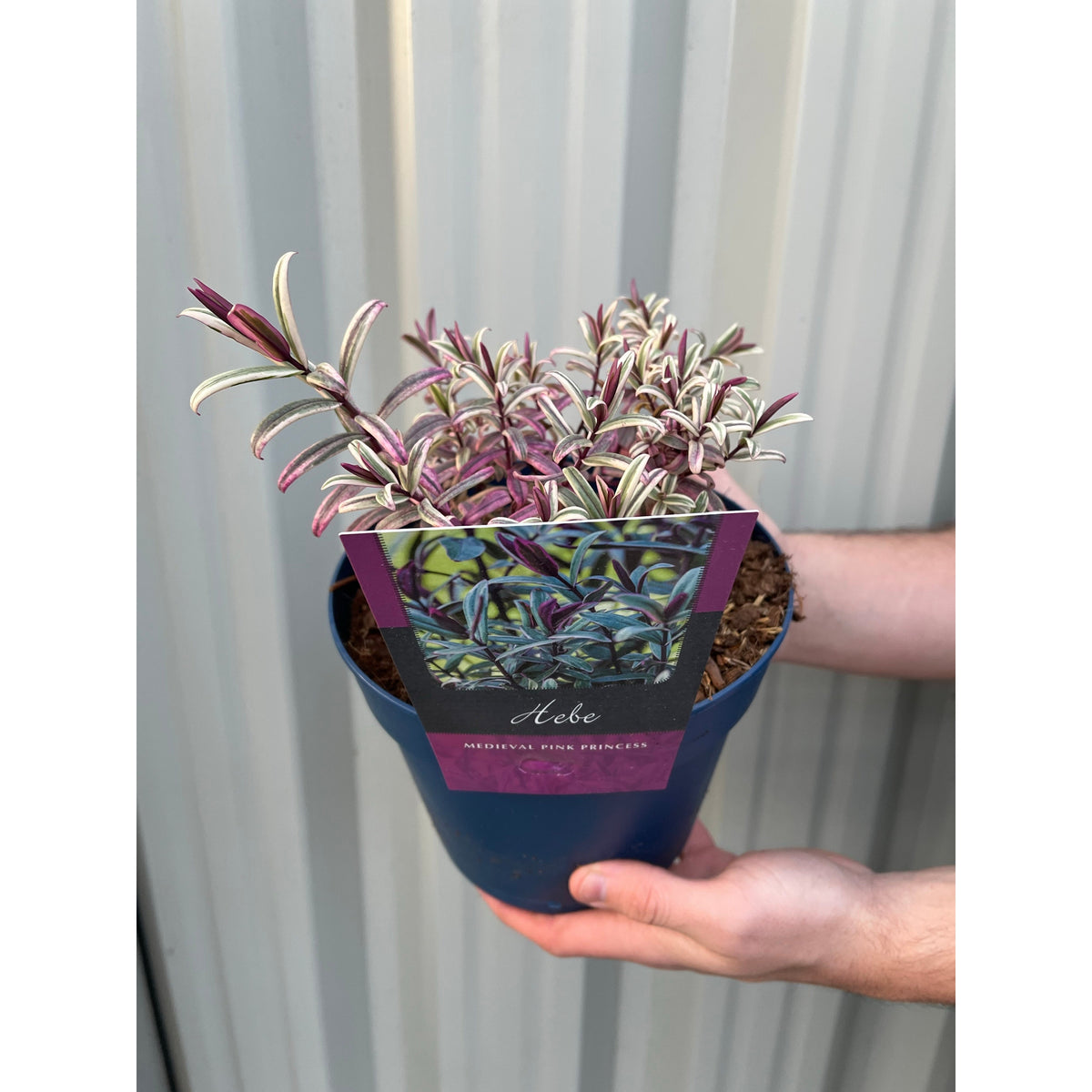 A person holds a blue pot with a Hebe &#39;Medieval Pink Princess&#39; 2L, an evergreen shrub featuring purple and green variegated leaves. The plant tag shows its name and image, set against a corrugated background.