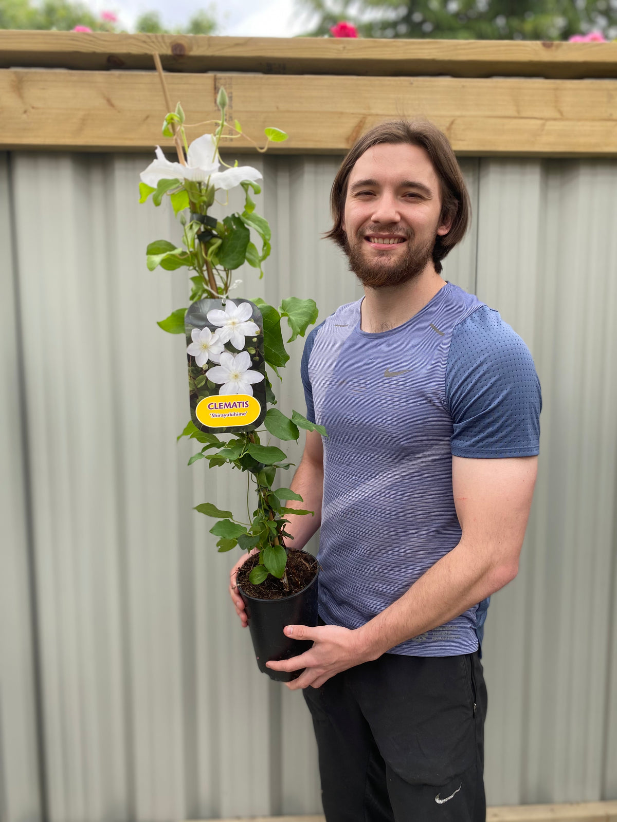 A smiling man with shoulder-length brown hair holds a potted Clematis &#39;Shirayukihime&#39; 90-95cm, a beautiful white-flowered plant. He stands outdoors by a corrugated metal fence beneath a wooden pergola.