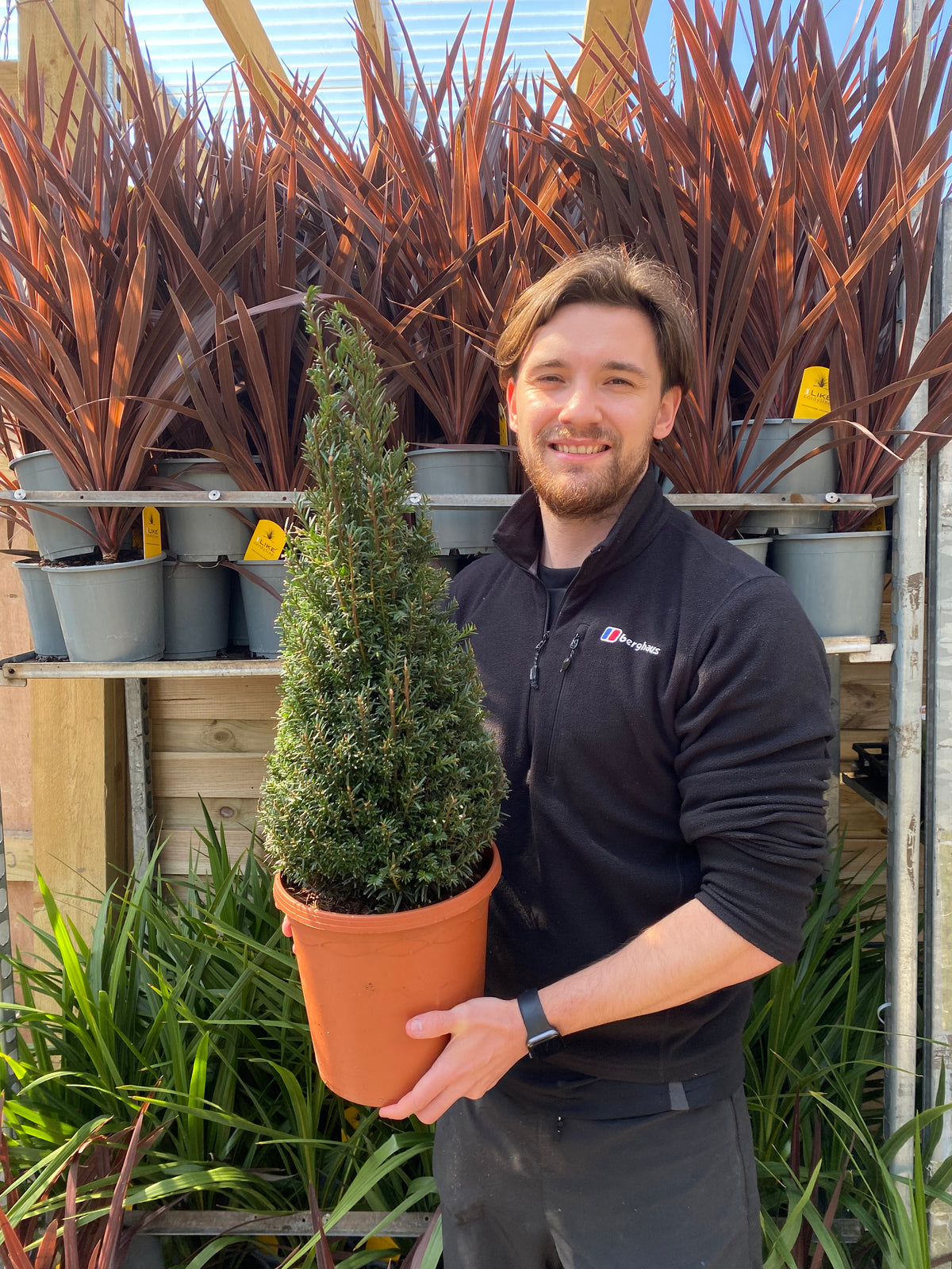 A smiling man with brown hair in a black jacket holds a Yew Cone - Taxus Baccata Cone (5L/7.5L/10L) at a garden center, surrounded by spiky red and green conifers.