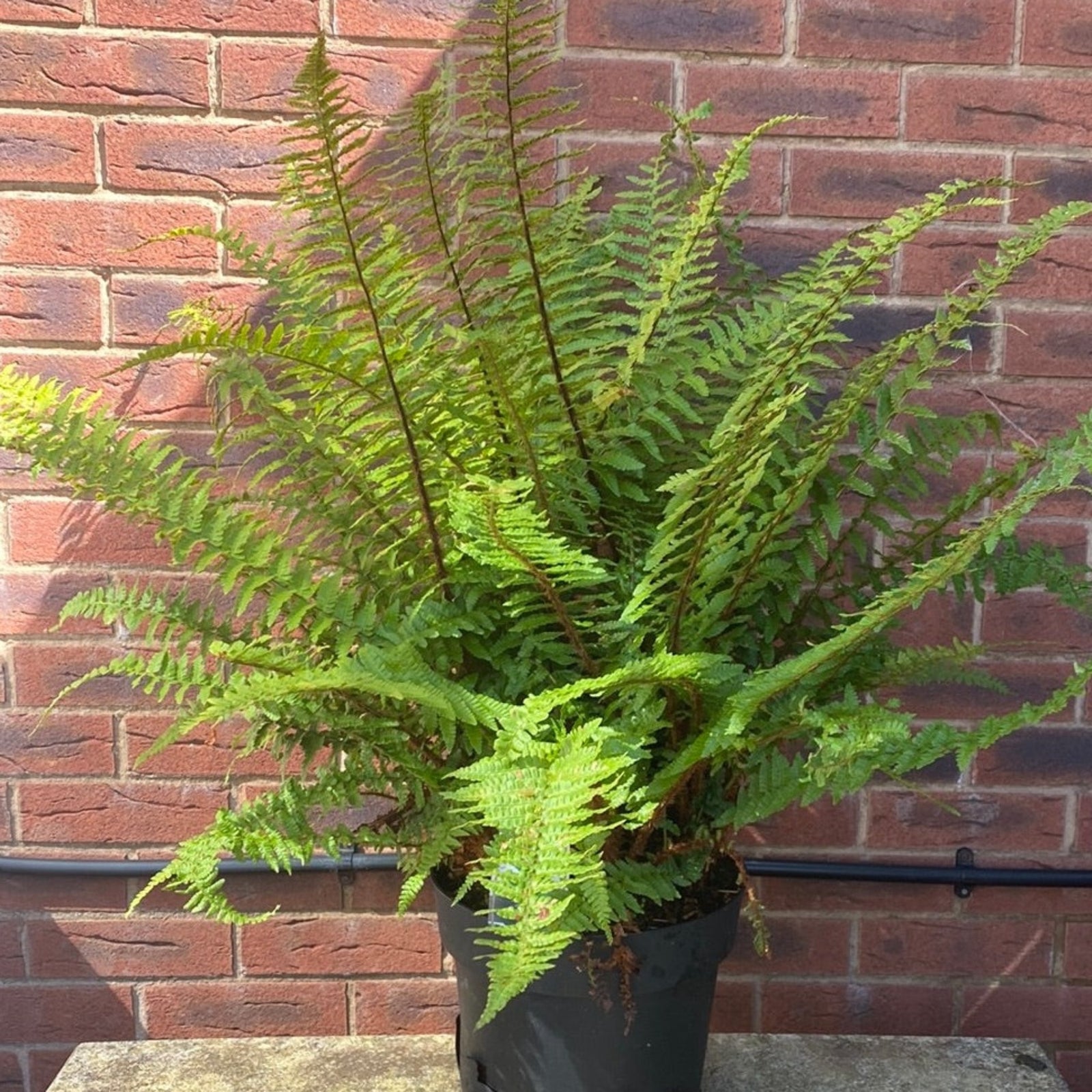 An Established Dryopteris Fern - 10L in a black pot sits on a stone ledge before a red brick wall, its arching fronds spreading outward—an ideal pick for shaded areas.