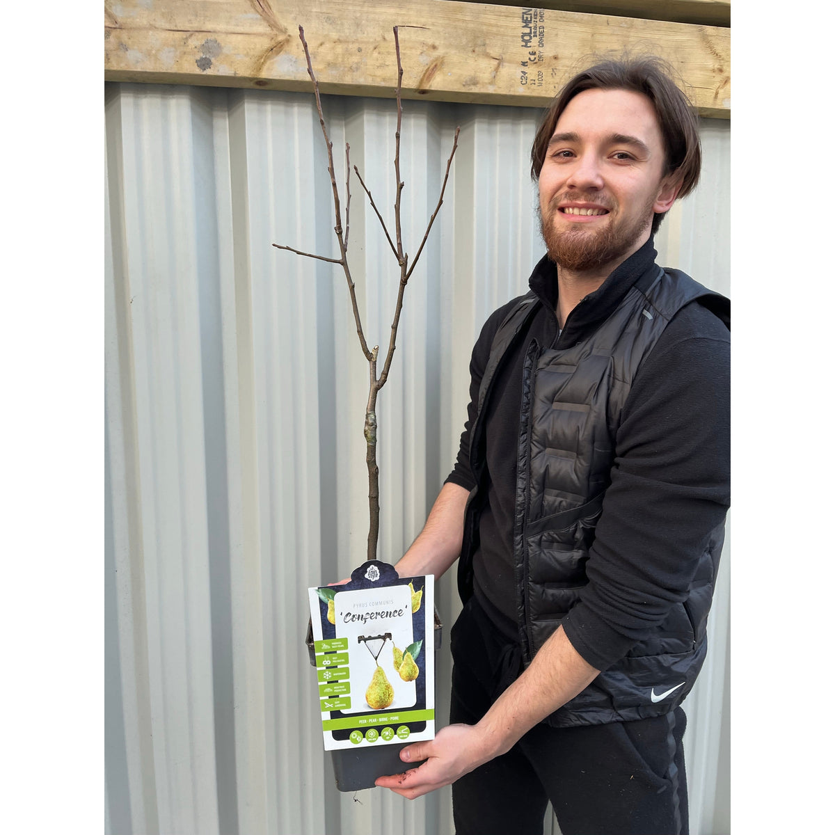 A smiling man in black clothing holds a potted Dwarf Patio Pear Tree &#39;Conference&#39; (Pyrus communis) 2/4L with bare branches in front of a corrugated metal wall. The label features images of pears and product details.