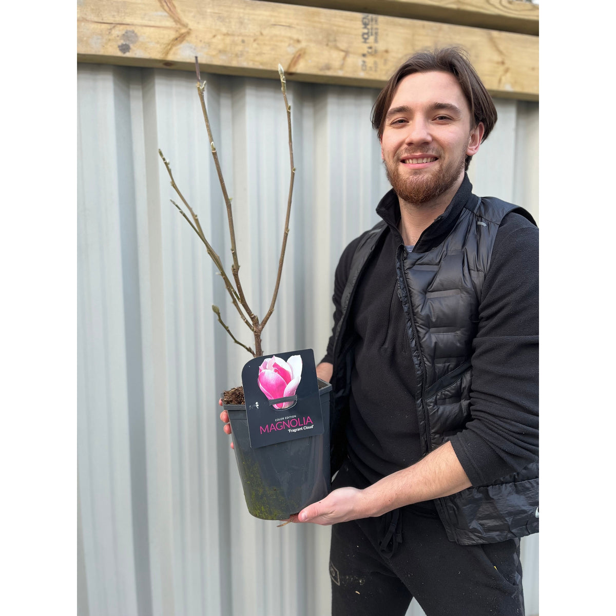 Magnolia denudata &#39;Fragrant Cloud&#39; 4L