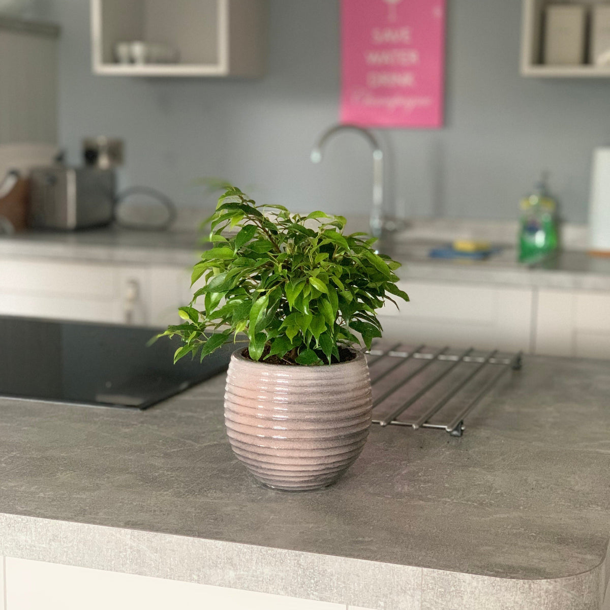 A Ficus Benjamina Green Kinky (Weeping Fig) 30cm sits on a gray kitchen countertop, with a stovetop, drying rack, and kitchen appliances visible in the background.