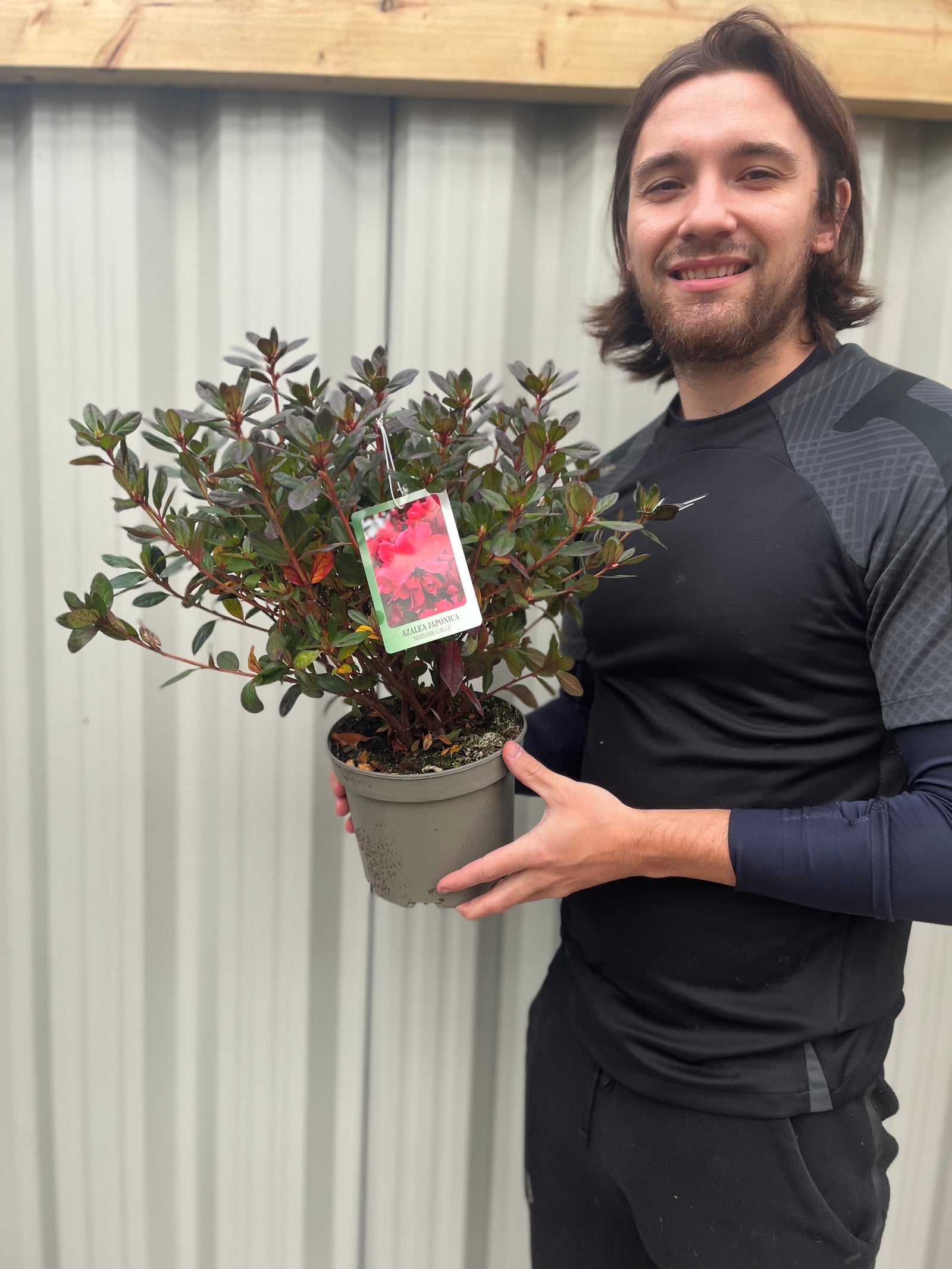 A person in a black shirt holds a 2L potted Azalea japonica 'Madame Galle', an evergreen shrub with dark green leaves and a tag showing red flowers. The background features a light-colored, vertical panel wall.