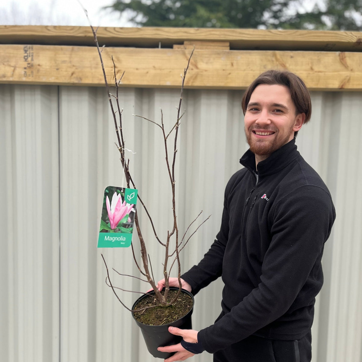 Magnolia &#39;Betty&#39; 3L