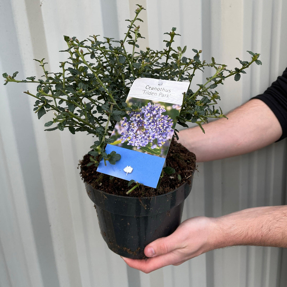Ceanothus &#39;Tilden Park&#39; (Californian Lilac) 2L