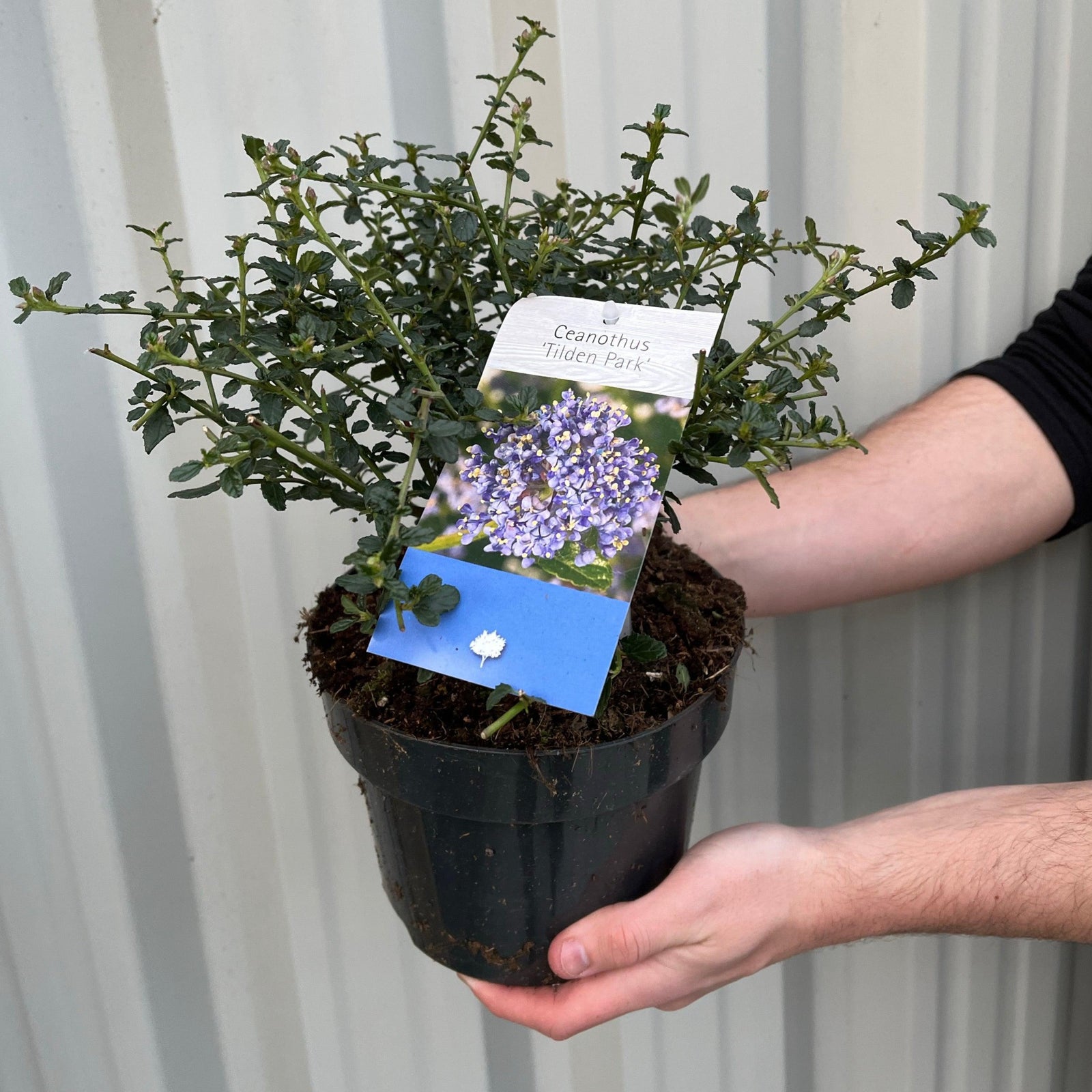 Ceanothus 'Tilden Park' (Californian Lilac) 2L