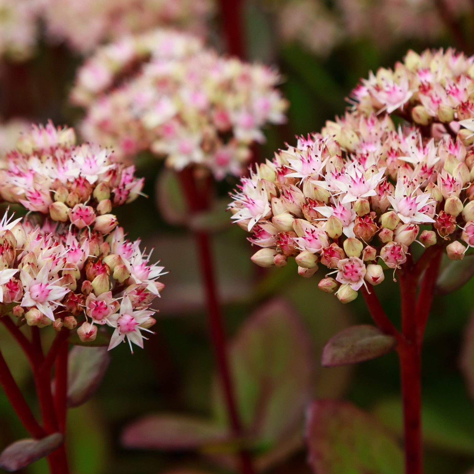 Sedum - Matrona 1.5L