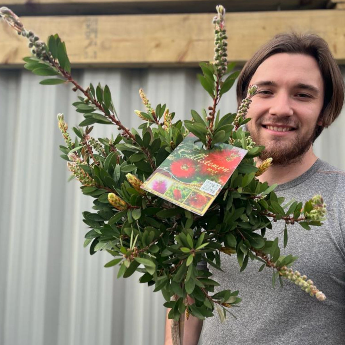 Standard Callistemon - Bottle Brush (70-80cm)