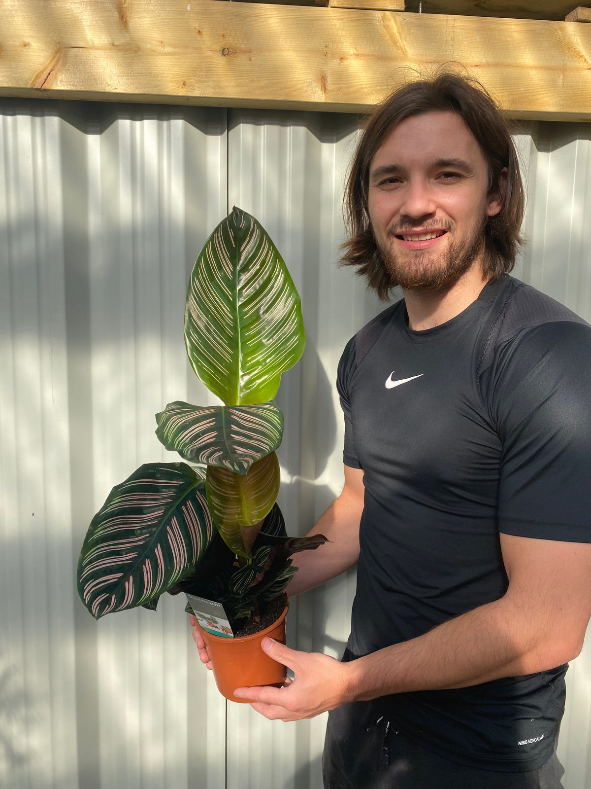 A smiling man with shoulder-length brown hair and a beard wears a black Nike t-shirt while holding a Calathea sanderiana 50cm—an eye-catching indoor plant with large green leaves streaked with white and pink—standing by a corrugated metal fence.