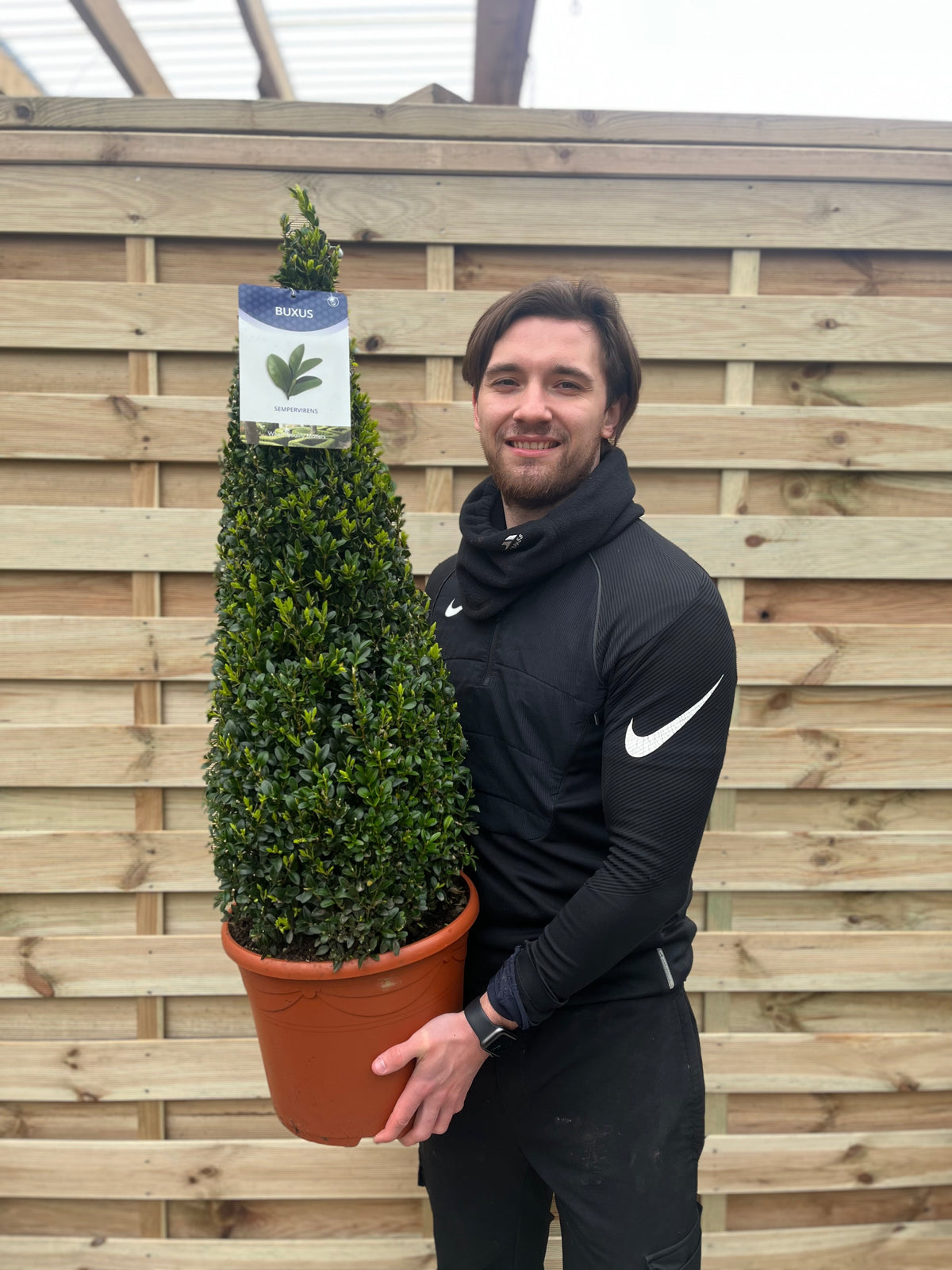 A person in black sportswear holds a Buxus Topiary Cone 1m (10L) with a pointed shape, standing before a wooden fence. A plant label marked Buxus is attached to this attractive topiary box plant.