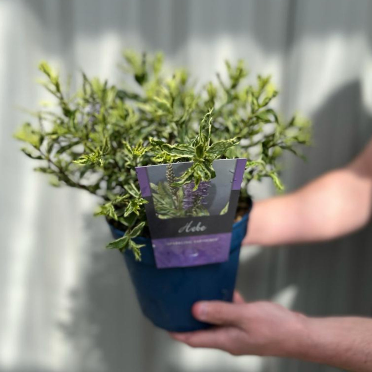 A person holds a blue pot containing Hebe &#39;Sparkling Sapphire&#39; 2L, an evergreen shrub with a purple label showing its name and purple flowers. The green leafy plant attracts butterflies to your garden; the background is blurred.