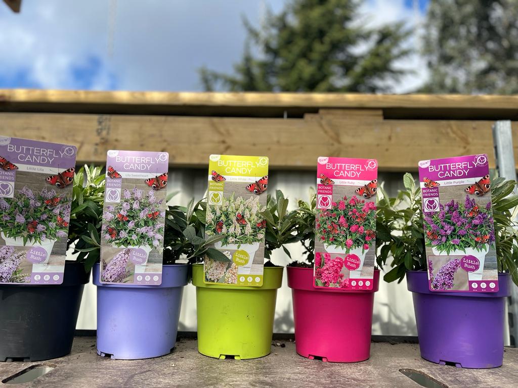 Five Buddleja Butterfly Candy &#39;Little Ruby&#39; pots in varying sizes (9cm/1L/2L/3L) sit on a wooden surface, each labeled with unique flower images. Behind them are trees and a cloudy sky.