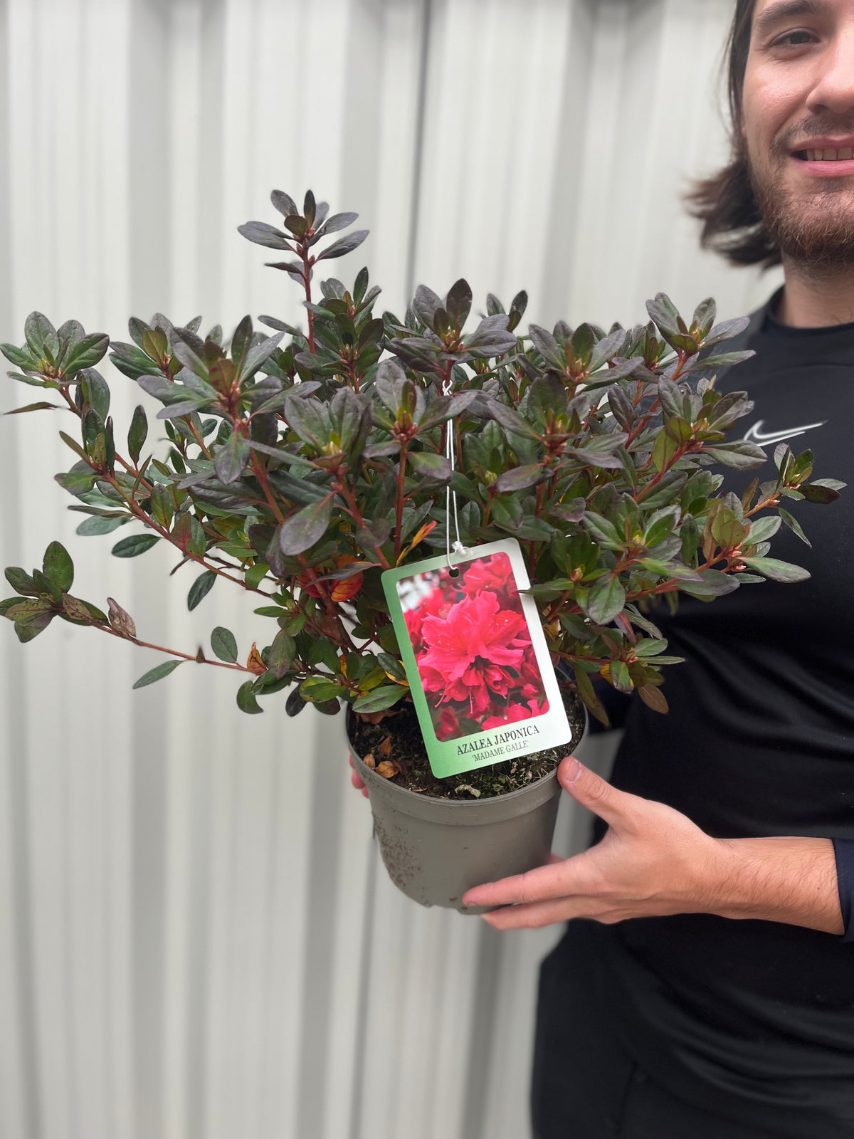 A person in a black shirt holds a 2L potted Azalea japonica &#39;Madame Galle&#39;, an evergreen shrub with dark green leaves and a tag showing red flowers. The background features a light-colored, vertical panel wall.