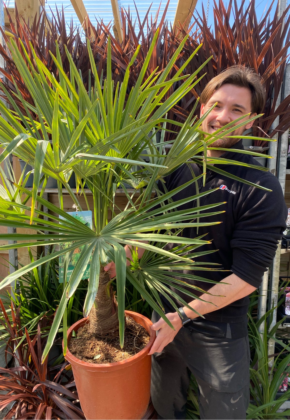 Trachycarpus Fortunei 3L / 7L / 12L