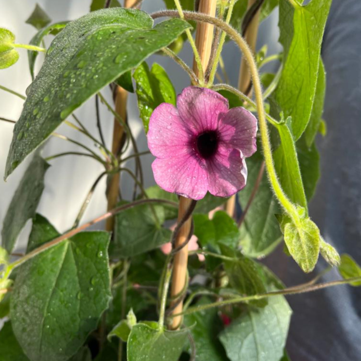 A close-up of Thunbergia alata Black Eyed Susie (Pink) showcases its vivid pink blooms with dark centers, surrounded by lush green leaves and stems, all bathed in sunlight for a fresh, vibrant look.