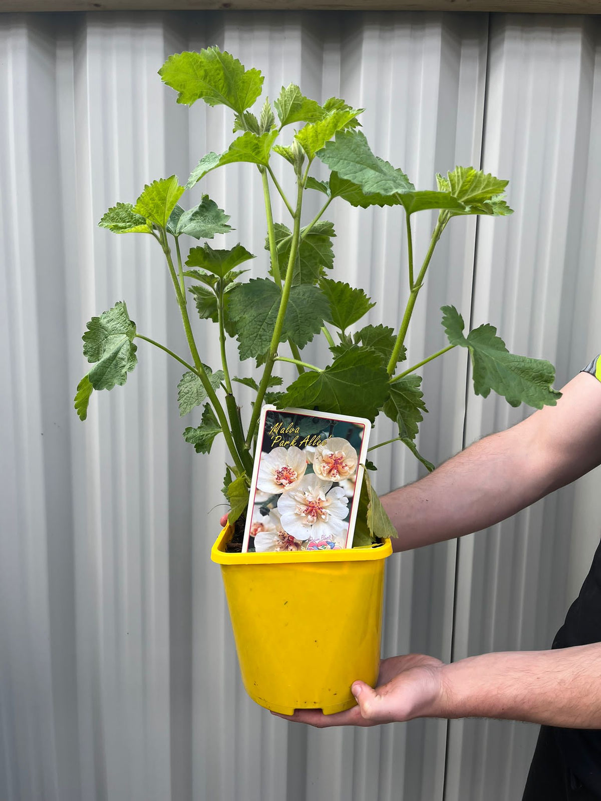 Malva &#39;Park Allee&#39; 3L